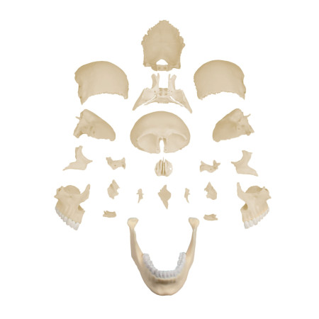 Modèle de crâne articulé, 22 parties, type anatomique