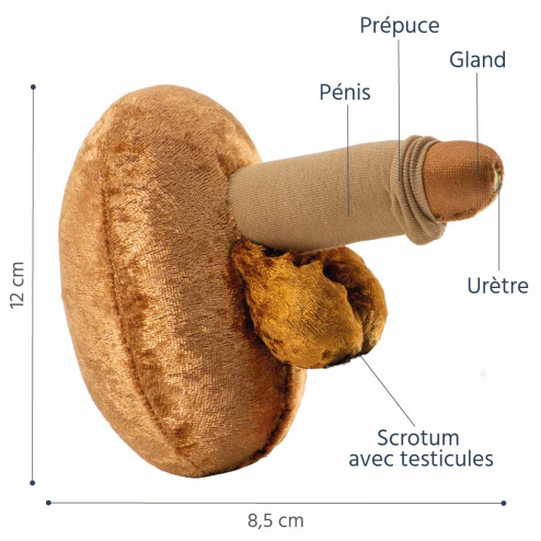 modèle anatomique pénis avec urètre en peluche à louer dimensions