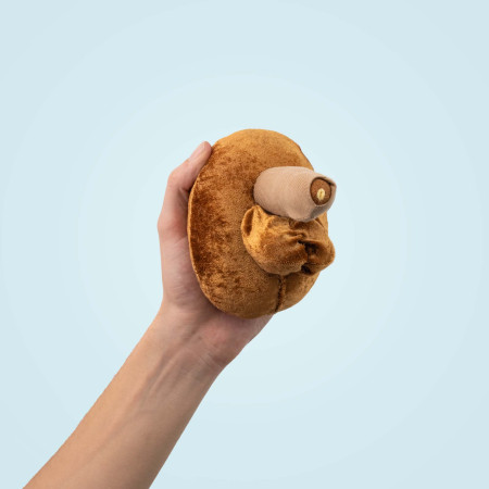 modèle anatomique pénis avec urètre en peluche location tenu dans une main