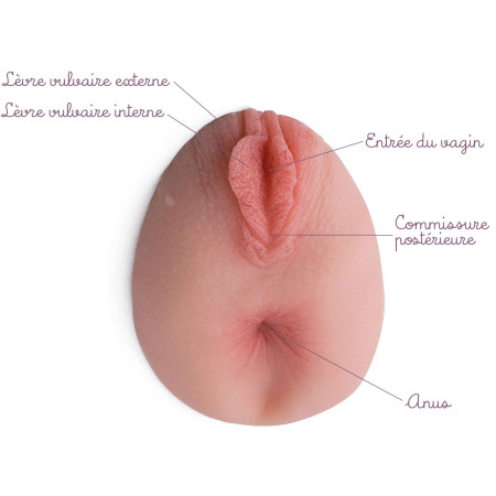 vulve en silicone avec anus représenté légendes