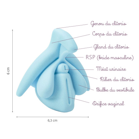 clitoris educatif bleu avec légendes