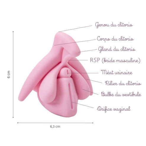 clitoris educatif rose avec légendes