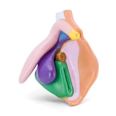 modèle à louer d'un clitoris avec vulve en pvc