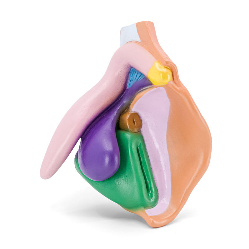 modèle à louer d'un clitoris avec vulve en pvc