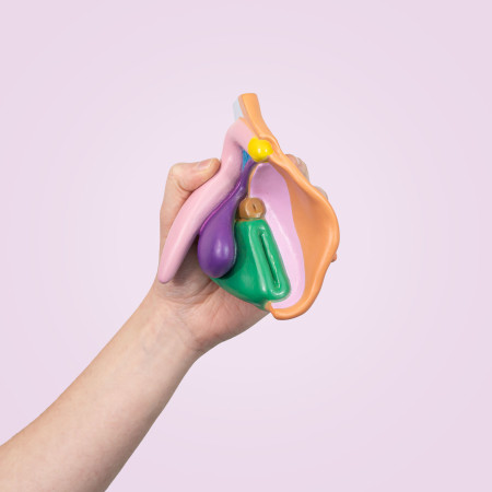 modèle à louer d'un clitoris avec vulve en pvc tenu dans une main