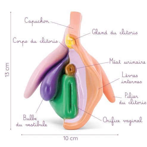 modèle à louer d'un clitoris avec vulve en pvc avec légendes