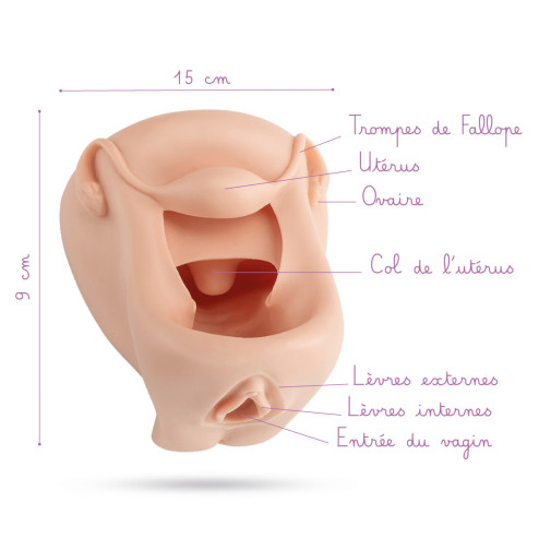 modèle vagin + vulve en silicone couleur chair à louer avec légendes