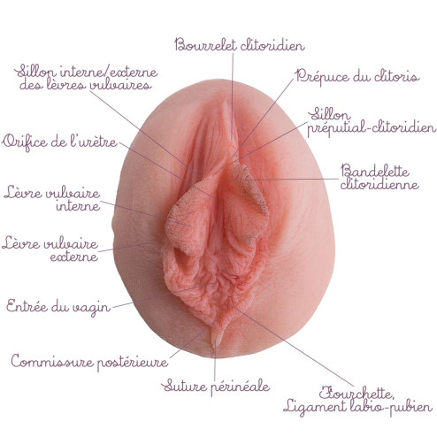 vulve voile de mariée en silicone à louer avec légendes