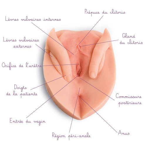 vulve avec lèvres écartées en silicone à louer avec légendes