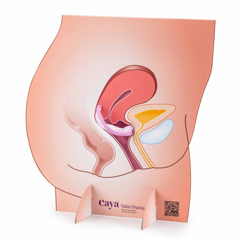 représentation de l'appareil génital féminin avec diaphragme à louer vue simplifiée