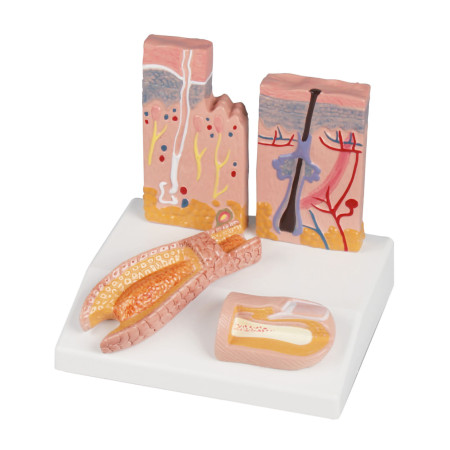 Modèle de peau-cheveux-ongles