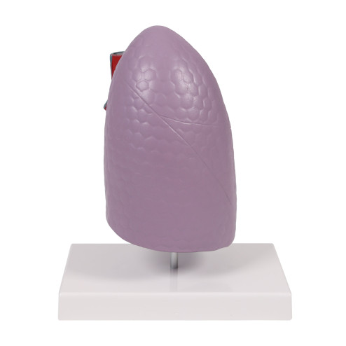 Modèle de poumon, taille réelle 2