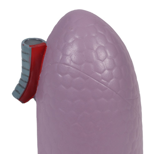 Modèle de poumon, taille réelle 4
