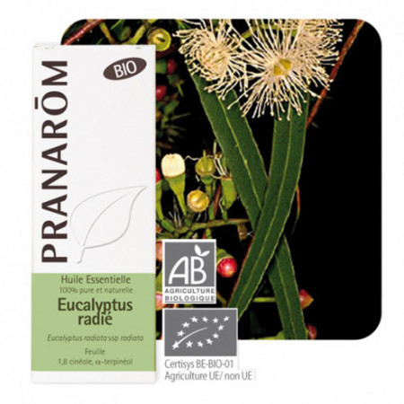 Huile essentielle Eucalyptus radié Bio