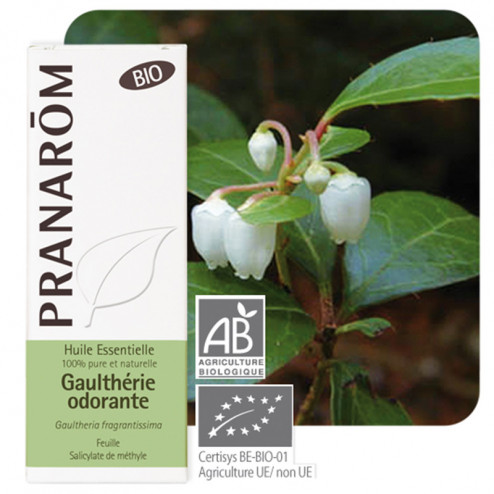 Huile essentielle Gaulthérie odorante Bio