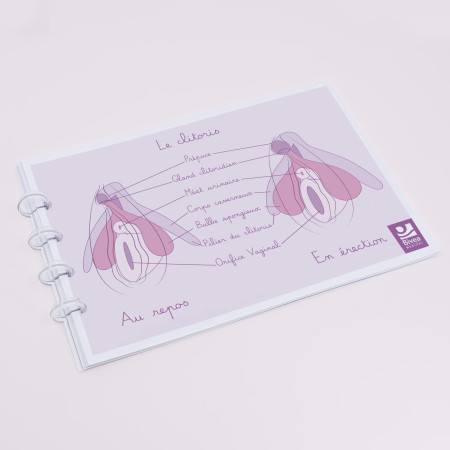 schéma clitoris dans le carnet de schémas anatomiques sur l'anatomie de la femme