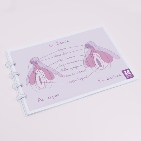 schéma clitoris dans le carnet de schémas anatomiques sur l'anatomie de la femme