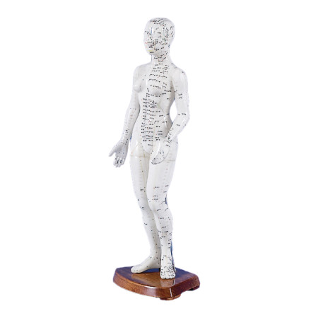 Modèle d'acupuncture...