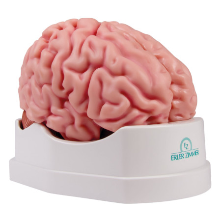Modèle de cerveau, 5...