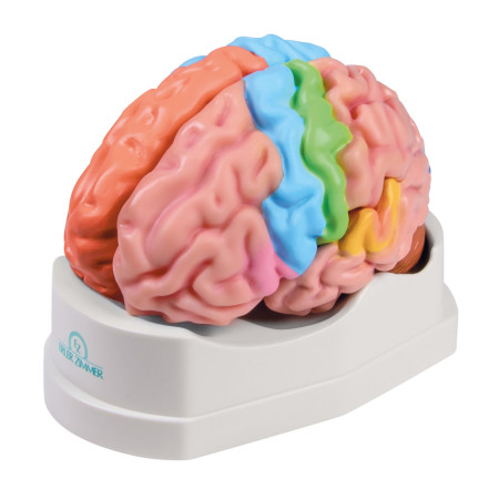Modèle de cerveau, 5...