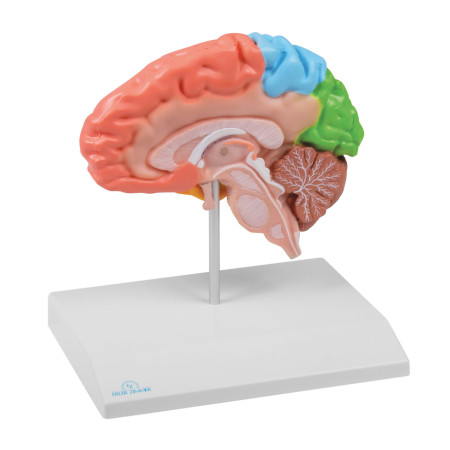 Modèle de demi-cerveau avec...