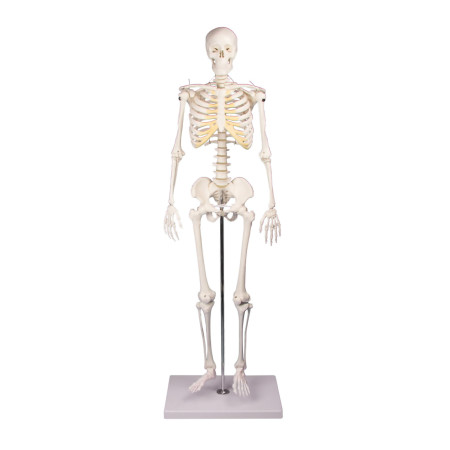 Squelette Tom, miniature