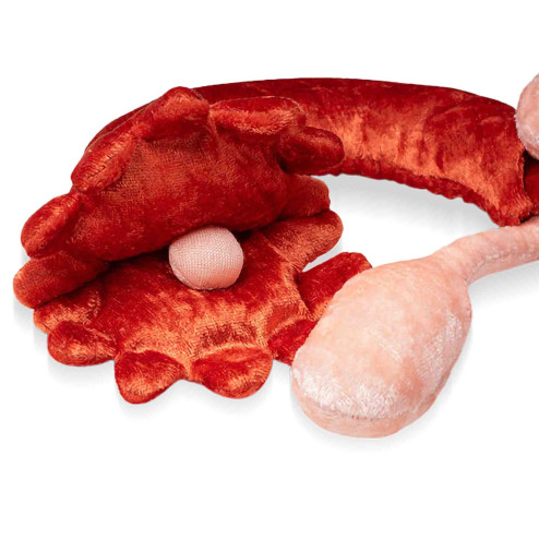 zoom sur ovaire et trompe de fallope en peluche