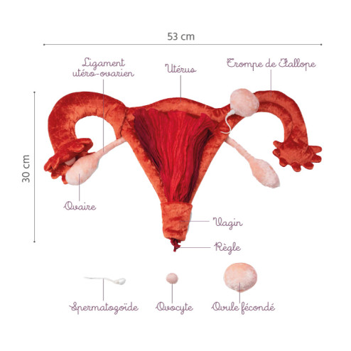 Utérus en peluche avec ovaire et trompe de fallope avec légendes