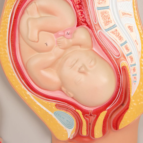 modèle des différents stades du développement fœtal zoom sur le bébé à 9 mois de grossesse