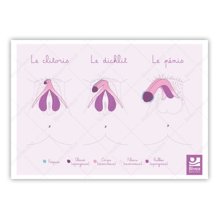 schéma anatomique du clitoris, dicklit et pénis