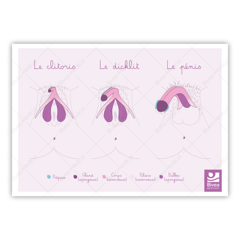schéma anatomique du clitoris, dicklit et pénis