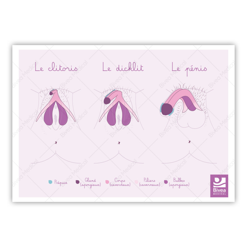 schéma anatomique du clitoris, dicklit et pénis