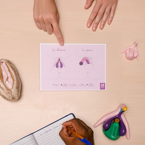 schéma anatomique clitoris pénis posé sur bureau A5