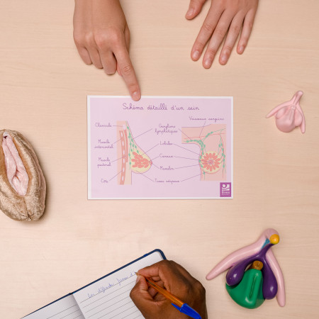 Carte différents stades du cancer du sein et schémas détaillés du sein A5