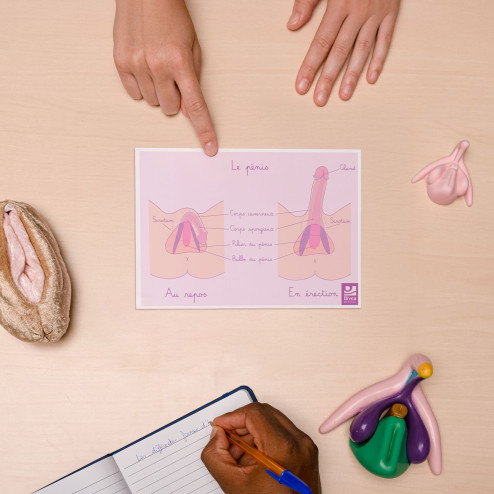 schéma du pénis au repos et en erection sur un bureau A5