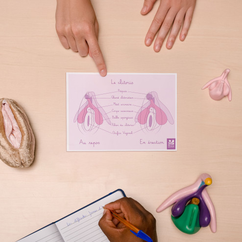 schéma du clitoris au repos et en érection sur bureau A5