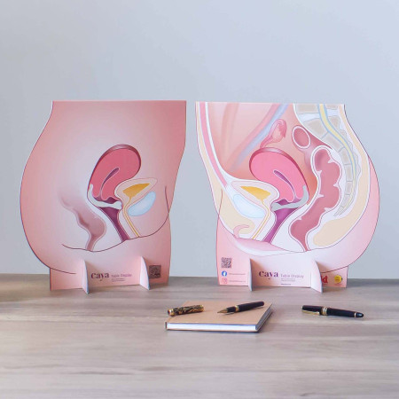 Représentation de l'appareil génital féminin avec un diaphragme en carton
