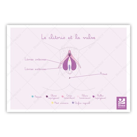 schéma clitoris vulve