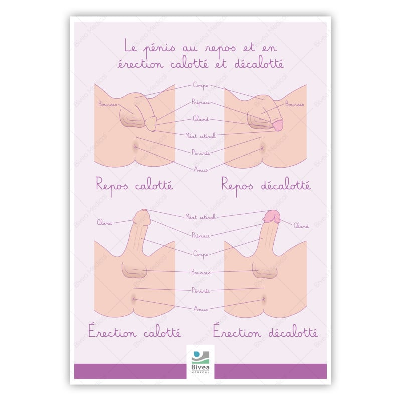 Poster Le pénis calotté et décalotté