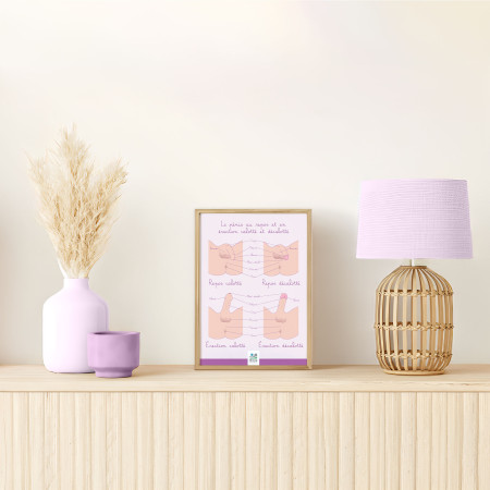 Poster Le pénis calotté et décalotté