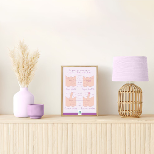 Poster Le pénis calotté et décalotté posé sur un bureau