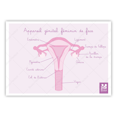 schéma appareil génital féminin de face