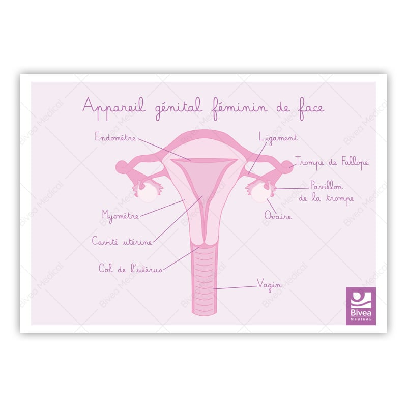schéma appareil génital féminin de face