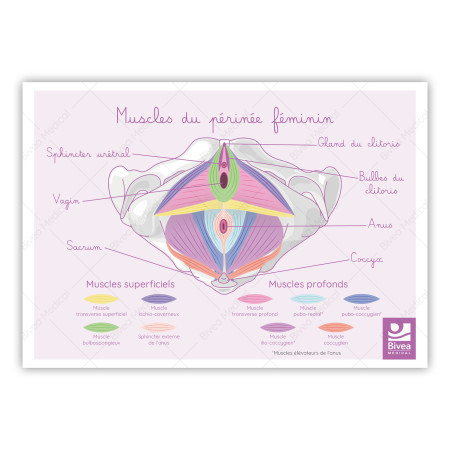 schéma les muscles du périnée féminin