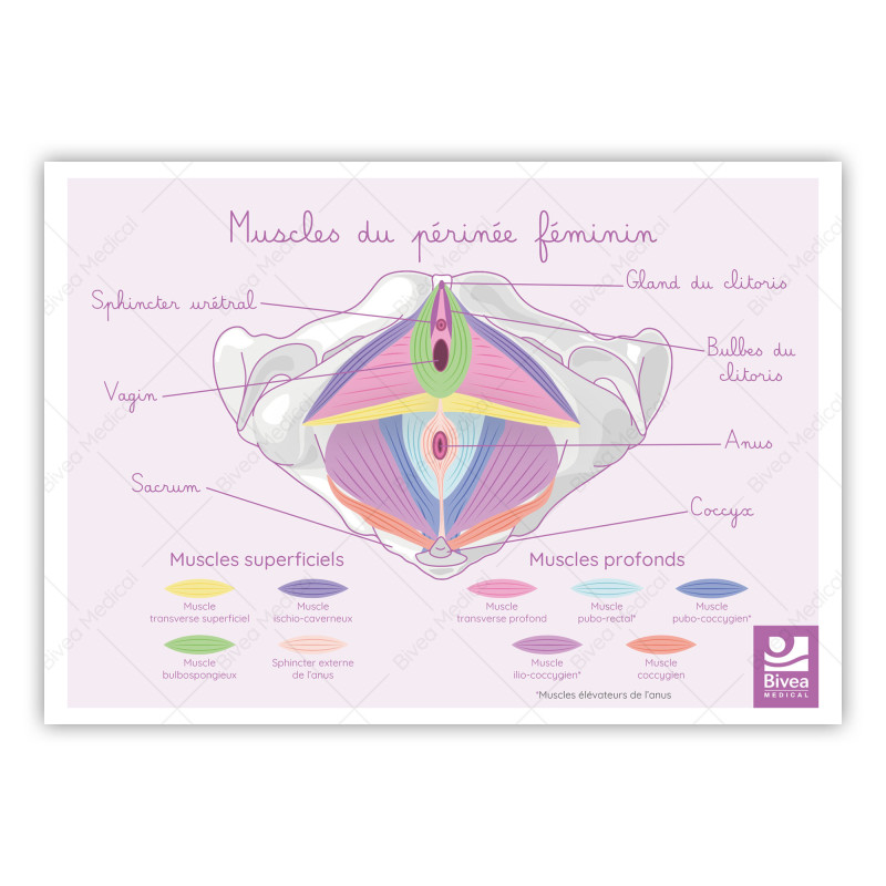 schéma les muscles du périnée féminin