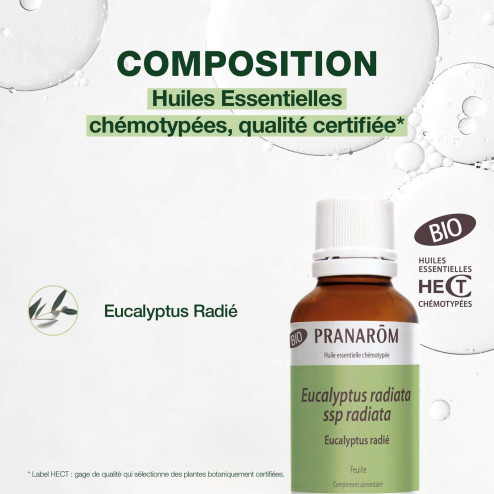 Huile essentielle Eucalyptus radié Bio