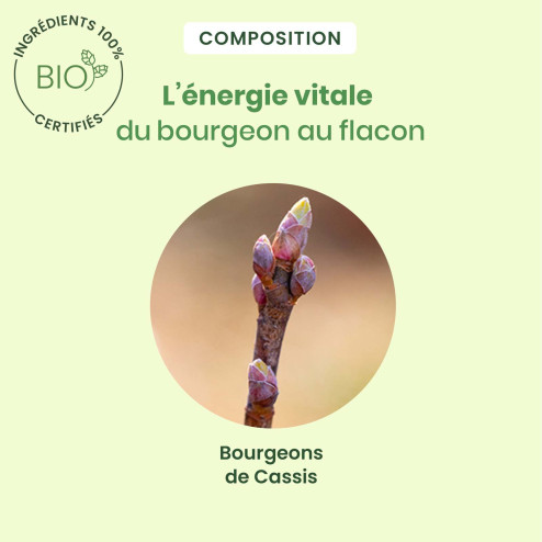 Macérat mère bourgeons de Cassis Bio