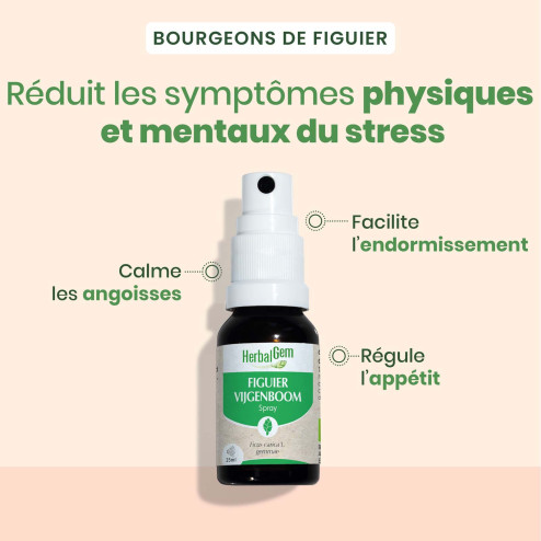 Macérat mère bourgeons de Figuier Bio