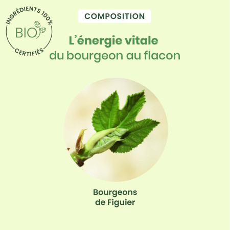 Macérat mère bourgeons de Figuier Bio
