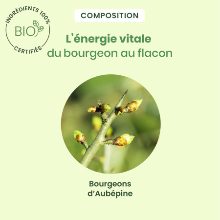 Macérat mère bourgeons d'Aubépine Bio